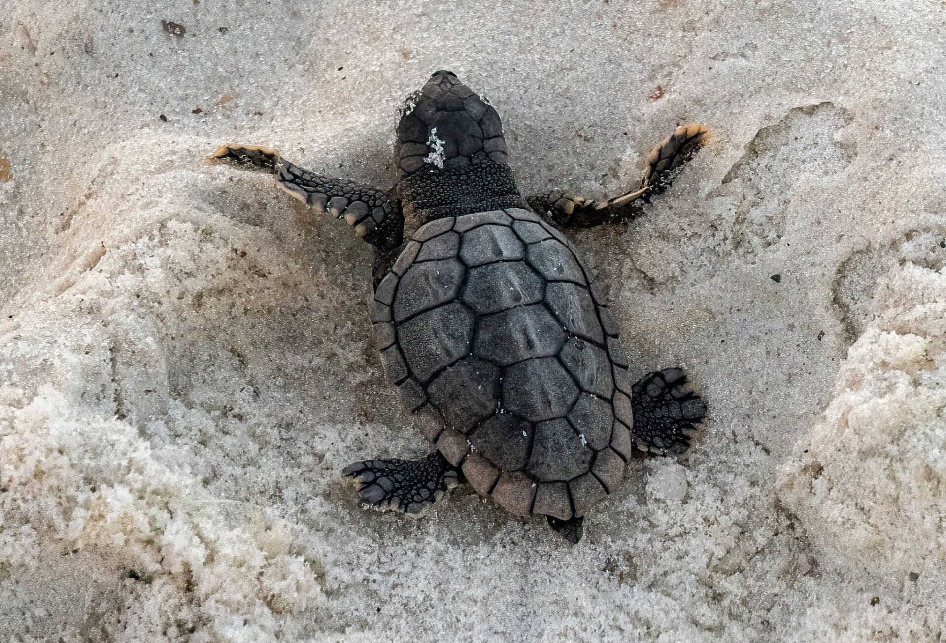 Sea turtle hatchling crawling toward the Gulf of Mexico on an Orange Beach Alabama beach